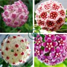 Loss Green Hoya Bonsai Seeds Potted Flores 200 Seeds