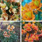 Rare Peruvian Lily Alstroemeria 200 Seeds