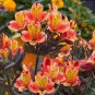 Rare Peruvian Lily Alstroemeria 200 Seeds