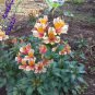 Rare Peruvian Lily Alstroemeria 200 Seeds