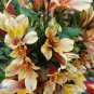 Rare Peruvian Lily Alstroemeria 200 Seeds
