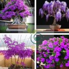 Mini Violet Beautiful Bonsai Flower 200 Seeds