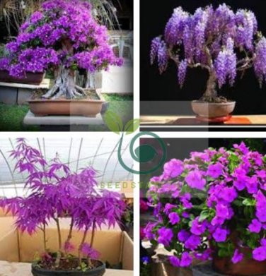 Mini Violet Beautiful Bonsai Flower 200 Seeds