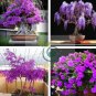 Mini Violet Beautiful Bonsai Flower 200 Seeds
