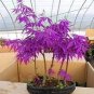 Mini Violet Beautiful Bonsai Flower 200 Seeds