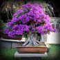 Mini Violet Beautiful Bonsai Flower 200 Seeds