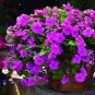 Mini Violet Beautiful Bonsai Flower 200 Seeds