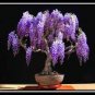 Mini Violet Beautiful Bonsai Flower 200 Seeds