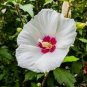 White Hibiscus Flowers Seeds Perennial Plants 100 Seeds