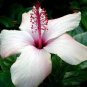 White Hibiscus Flowers Seeds Perennial Plants 100 Seeds