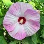 White Hibiscus Flowers Seeds Perennial Plants 100 Seeds
