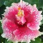 White Hibiscus Flowers Seeds Perennial Plants 100 Seeds