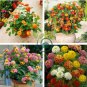 Lantana Mixed 40 Seeds