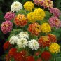 Lantana Mixed 40 Seeds