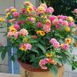 Lantana Mixed 40 Seeds
