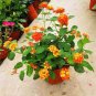 Lantana Mixed 40 Seeds