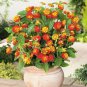 Lantana Mixed 40 Seeds