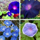 Morning Glory Flower Flores 200 Seeds