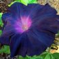 Morning Glory Flower Flores 200 Seeds
