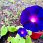 Morning Glory Flower Flores 200 Seeds