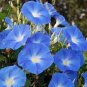 Morning Glory Flower Flores 200 Seeds