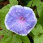 Morning Glory Flower Flores 200 Seeds