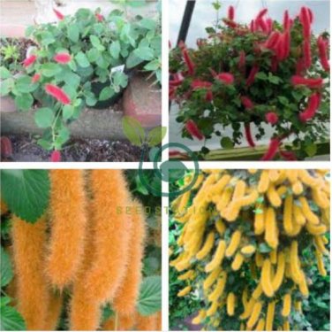 Trailing Chenille Plant Seeds Yellow Color Hybrid Perennial 200 Seeds