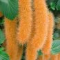 Trailing Chenille Plant Seeds Yellow Color Hybrid Perennial 200 Seeds