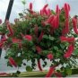 Trailing Chenille Plant Seeds Yellow Color Hybrid Perennial 200 Seeds