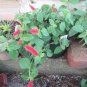 Trailing Chenille Plant Seeds Yellow Color Hybrid Perennial 200 Seeds