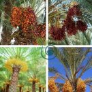 Rare Medjool Date Sweet Organic Fruit Natural Date Palm 20 Seeds