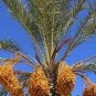 Rare Medjool Date Sweet Organic Fruit Natural Date Palm 20 Seeds