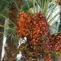 Rare Medjool Date Sweet Organic Fruit Natural Date Palm 20 Seeds