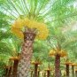 Rare Medjool Date Sweet Organic Fruit Natural Date Palm 20 Seeds