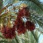 Rare Medjool Date Sweet Organic Fruit Natural Date Palm 20 Seeds