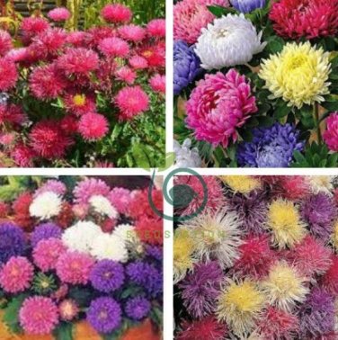 Chinese Aster Bonsai Strong Ability to reproduce 200 Seeds