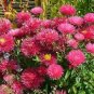 Chinese Aster Bonsai Strong Ability to reproduce 200 Seeds