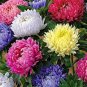 Chinese Aster Bonsai Strong Ability to reproduce 200 Seeds