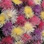 Chinese Aster Bonsai Strong Ability to reproduce 200 Seeds