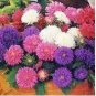 Chinese Aster Bonsai Strong Ability to reproduce 200 Seeds