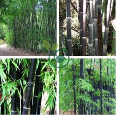 Mixed Bambaoo Seeds Moso Bamboo Timor Black Bamboo 40 Seeds
