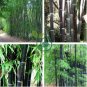 Mixed Bambaoo Seeds Moso Bamboo Timor Black Bamboo 40 Seeds