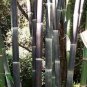 Mixed Bambaoo Seeds Moso Bamboo Timor Black Bamboo 40 Seeds