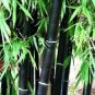 Mixed Bambaoo Seeds Moso Bamboo Timor Black Bamboo 40 Seeds