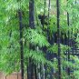 Mixed Bambaoo Seeds Moso Bamboo Timor Black Bamboo 40 Seeds