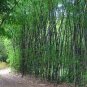 Mixed Bambaoo Seeds Moso Bamboo Timor Black Bamboo 40 Seeds