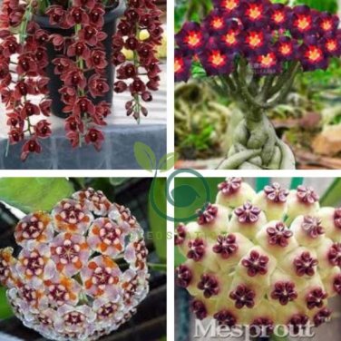 Flower Bonsai Hoya Kerrii Bonsai (December Orchid)  200 Seeds