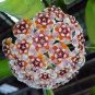 Flower Bonsai Hoya Kerrii Bonsai (December Orchid) 200 Seeds