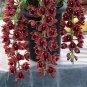 Flower Bonsai Hoya Kerrii Bonsai (December Orchid) 200 Seeds