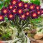 Flower Bonsai Hoya Kerrii Bonsai (December Orchid) 200 Seeds